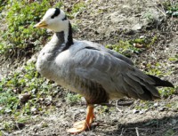 /album/foto-zhivotnyj-mir/rokery-i-khakery-153-jpg/